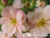Sidabražolė krūminė 'Double Punch Pastel' (lot. Potentilla fruticosa)
